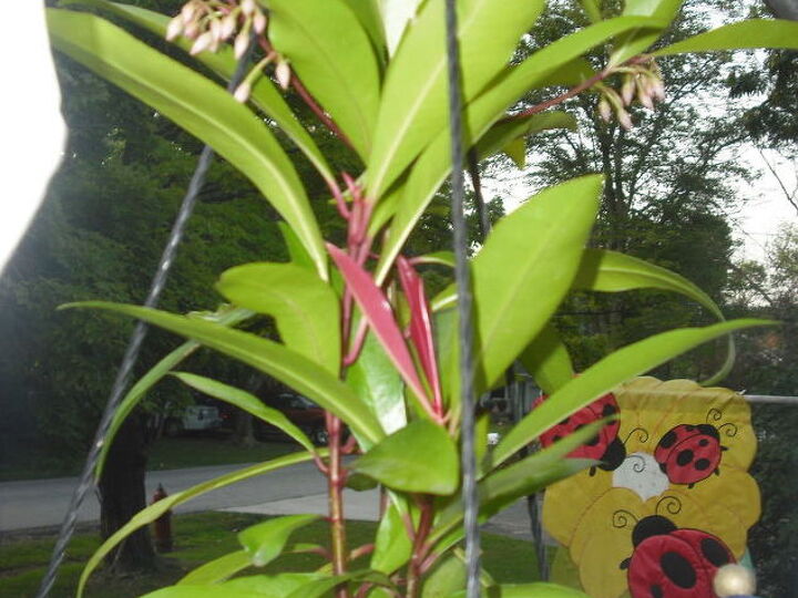 q can you identify this house plant, gardening