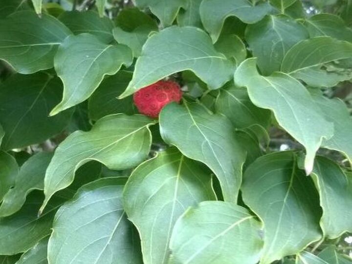 q what is this tree, gardening