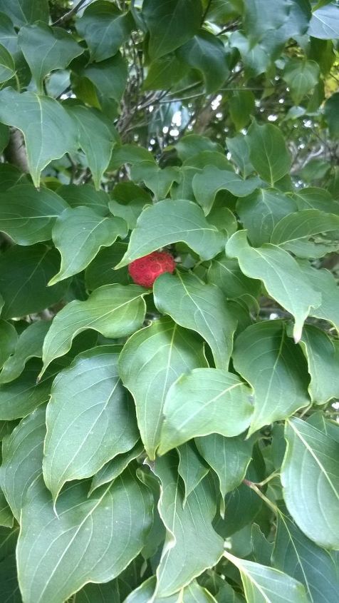 q what is this tree, gardening