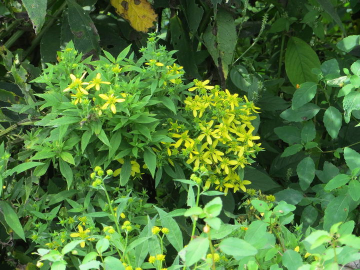 q i need id of 2 more plants weeds coming up in a one time pasture, gardening