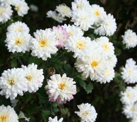 three flowers for fall gardens, flowers, gardening