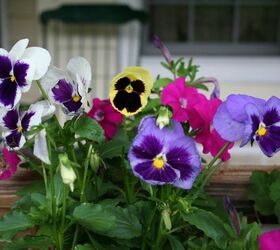 three flowers for fall gardens, flowers, gardening