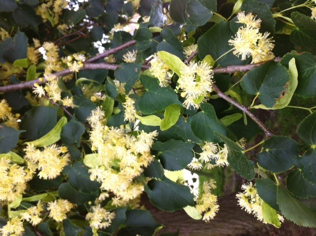 esta rvore cheira to bem o que, Estas s o as flores de perto