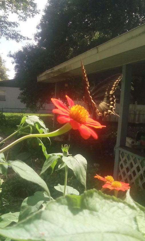 q how long dry mexican sun flowers for seeds, gardening, plant care, As you can see butterflies quite happy to visit