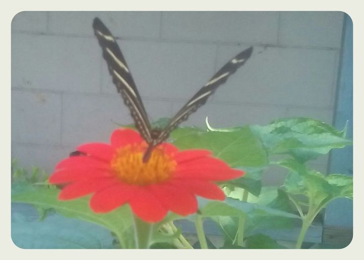 q how long dry mexican sun flowers for seeds, gardening, plant care, This one has a zebra butterfly visiting