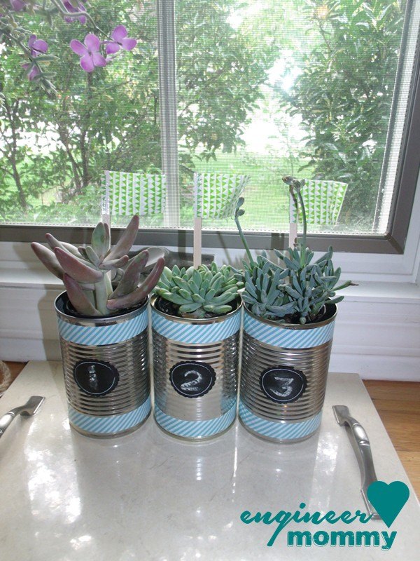 diy tin can planters, container gardening, crafts, repurposing upcycling, succulents