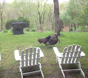 turning a wasteland into an oasis, landscape, outdoor furniture, outdoor living, patio, Only wild turkeys enjoyed my backyard before