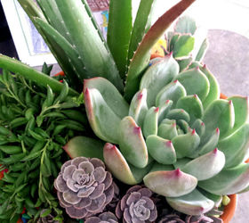 succulents in a bright mexican pottery, container gardening, flowers, succulents