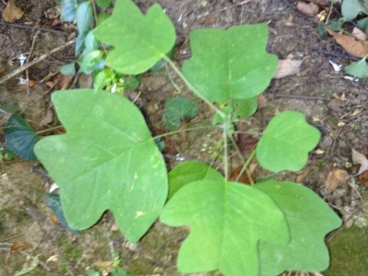 q plant weed id help, gardening, plant id