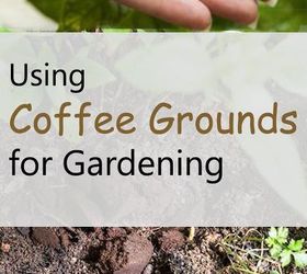 Using Coffee Grounds for Gardening | Guide on Correct Uses