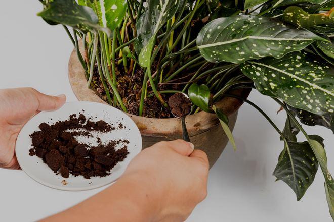 uso de los granos de caf para la jardinera gua de usos correctos, Aumenta la nutrici n de las plantas