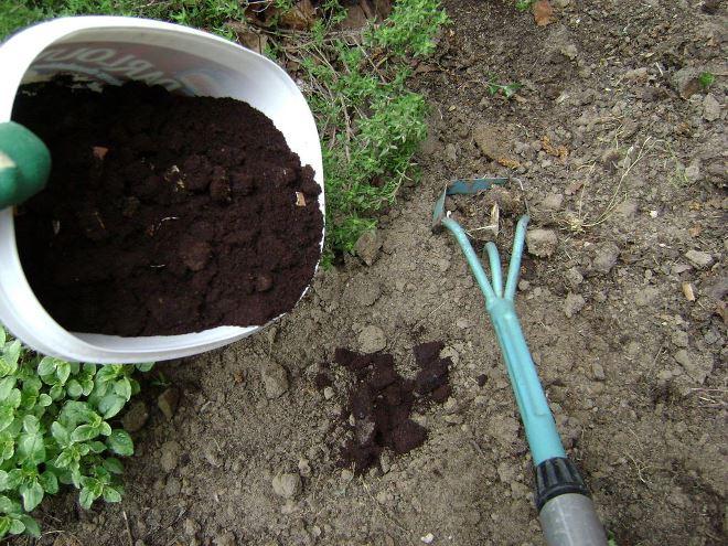 uso de los granos de caf para la jardinera gua de usos correctos, Caf molido en el suelo