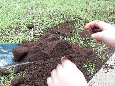 using coffee grounds for gardening guide on correct uses, container gardening, gardening, Coffee Grounds Compost