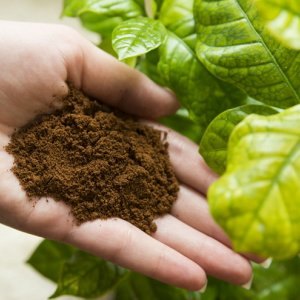 using coffee grounds for gardening guide on correct uses, container gardening, gardening, Coffee Grounds Mulching