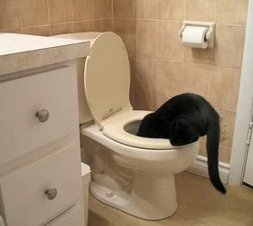 finally i prevent toilet rings and protect my pets, bathroom ideas, cleaning tips, pets animals, Curious Cats