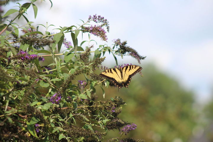 butterflies, outdoor living, pets animals
