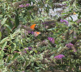 butterflies, outdoor living, pets animals