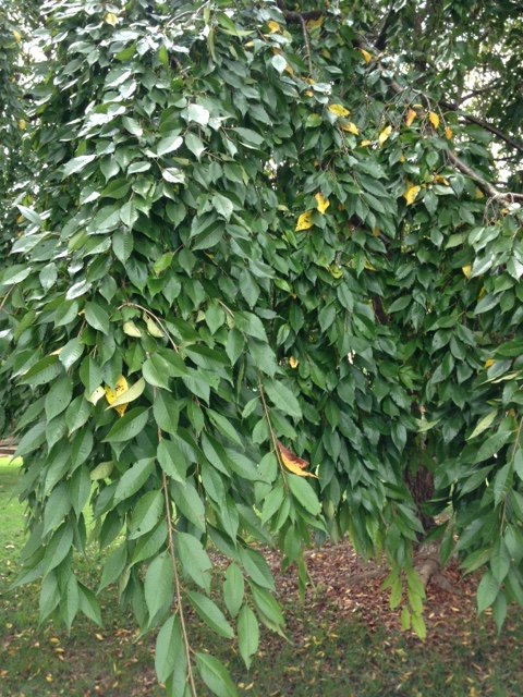 q what is the name of this tree, gardening, plant id