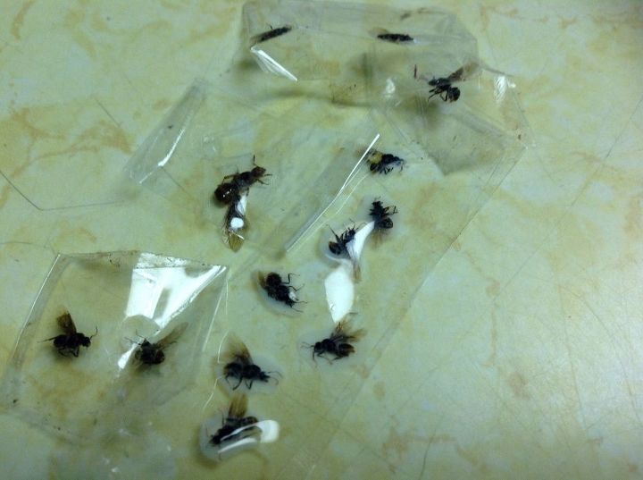 q insects, indoor pests, pest control, This is a few of them