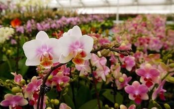 Cómo cuidar su hermosa orquídea Phalaenopsis