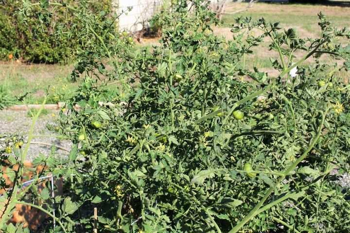 q will trimming my plants help my tomatoes to ripen, gardening