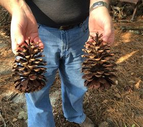 how to prepare pine cones for wreaths, crafts, how to, seasonal holiday decor, wreaths