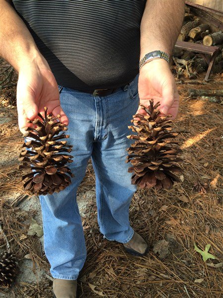 how to prepare pine cones for wreaths, crafts, how to, seasonal holiday decor, wreaths