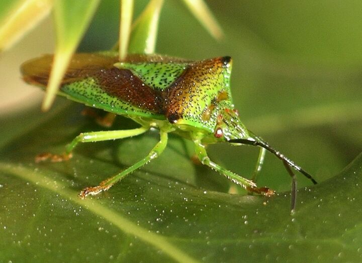 11 facts about uk bugs, pest control
