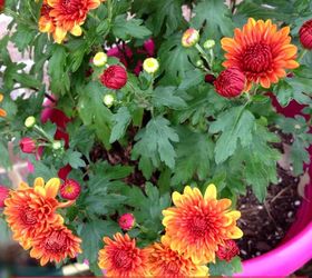the easiest guide for potted mums, flowers, gardening, hibiscus, how to