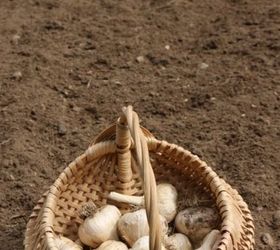 planting garlic in the fall, gardening
