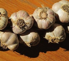 planting garlic in the fall, gardening