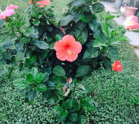 q need to pot a hibiscus, container gardening, flowers, gardening, hibiscus, It s so beautiful