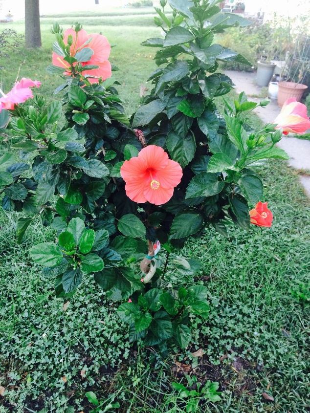 necesito plantar un hibisco en una maceta, Es tan bonito