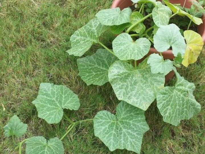 q please help me identify this plant, gardening