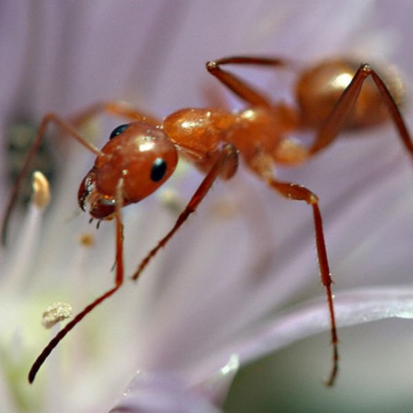 15 formas brillantes de utilizar todas las sobras de caf, 6 maneras de lidiar con las hormigas en la casa