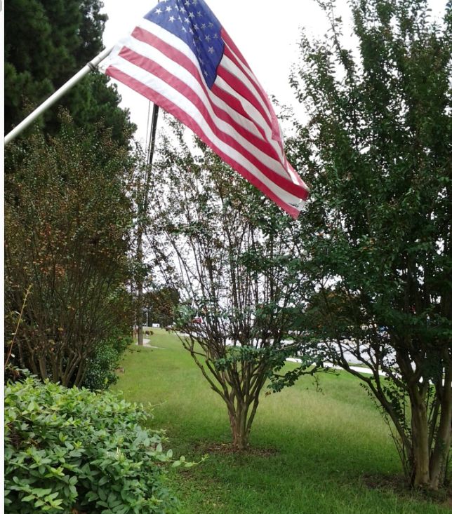 can three crepe myrtles be dug up