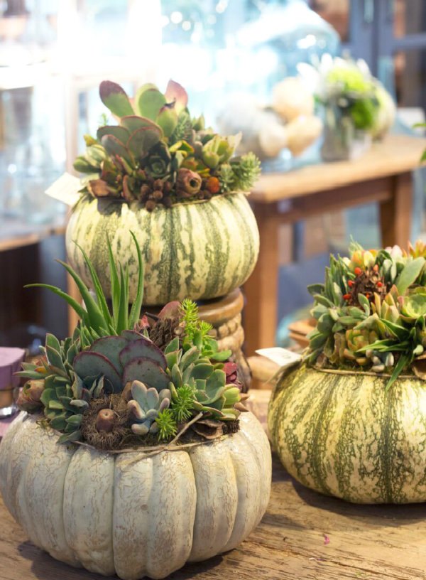 succulent ideas for fall, crafts, flowers, gardening, seasonal holiday decor, succulents