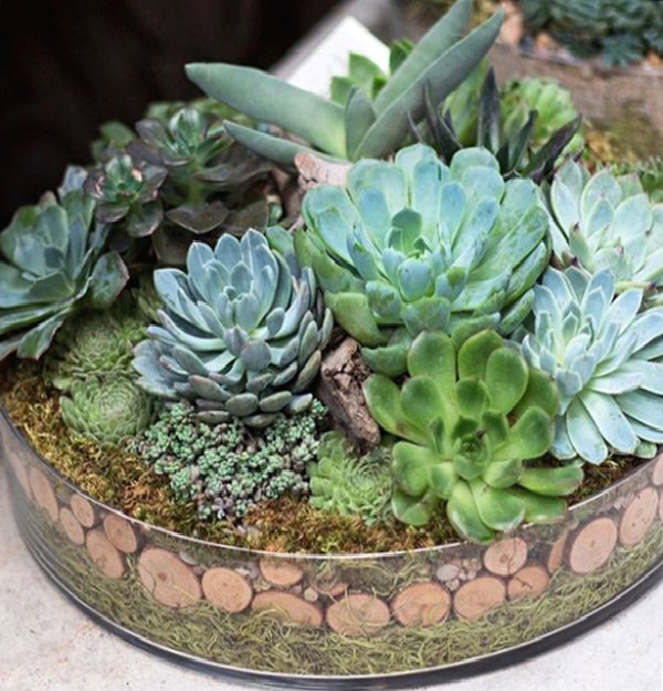 succulent ideas for fall, crafts, flowers, gardening, seasonal holiday decor, succulents