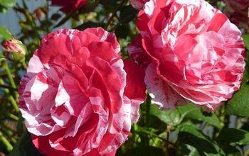 Four Fragrant Roses For Your Garden
