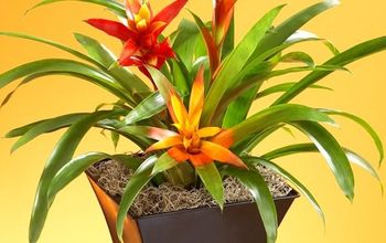 Best Plants You Can Grow Without Sun