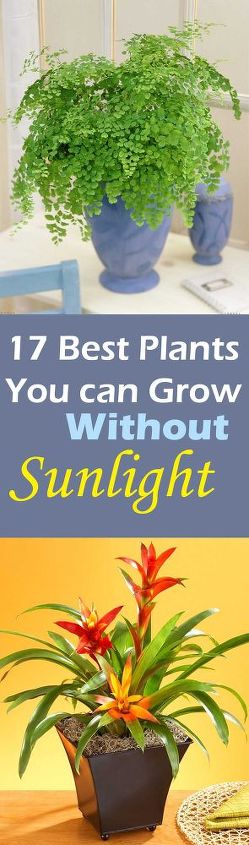 as melhores plantas que voc pode cultivar sem o sol