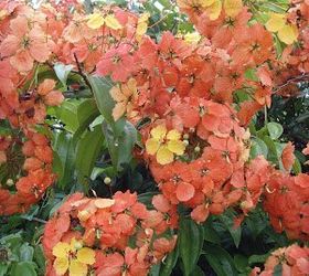 q name this creeper, flowers, gardening, plant id, It s a common creeper I see around all the time here in Malaysia Big bunches of fiery orange and yellow blossoms