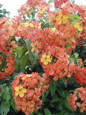 q name this creeper, flowers, gardening, plant id, It s a common creeper I see around all the time here in Malaysia Big bunches of fiery orange and yellow blossoms