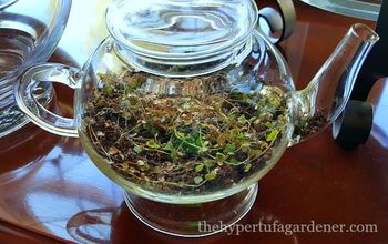 I Planted Terrariums to Over-Winter Non-Hardy Plants