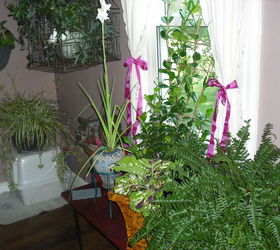 Looking for ideas on hanging fall plants indoors?