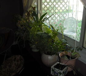 q i am bringing many plants indoors this fall i have few windows, container gardening, gardening, home decor, plant care