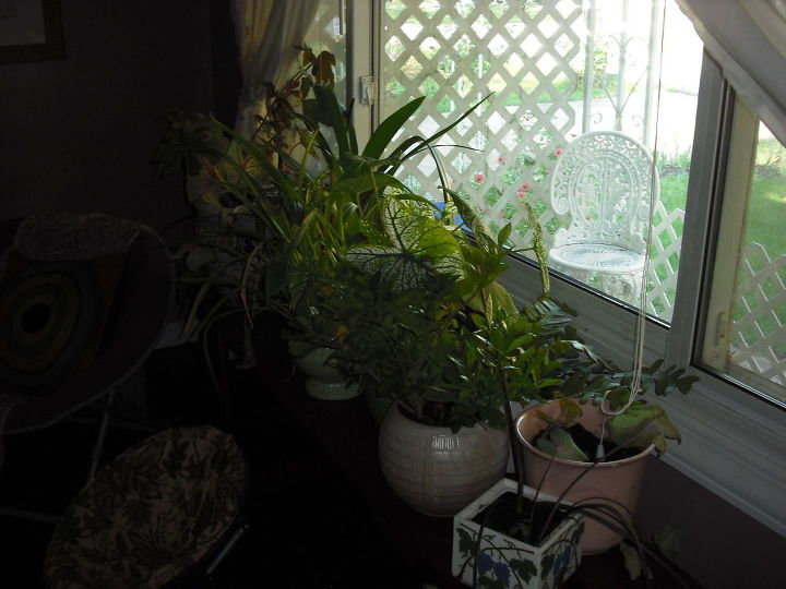 q i am bringing many plants indoors this fall i have few windows, container gardening, gardening, home decor, plant care