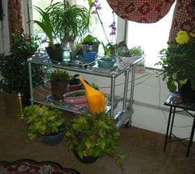 q i am bringing many plants indoors this fall i have few windows, container gardening, gardening, home decor, plant care, antique tea cart is not working for all these plants there are many plants not included in these pics HELP