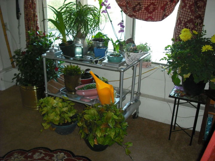 q i am bringing many plants indoors this fall i have few windows, container gardening, gardening, home decor, plant care, antique tea cart is not working for all these plants there are many plants not included in these pics HELP