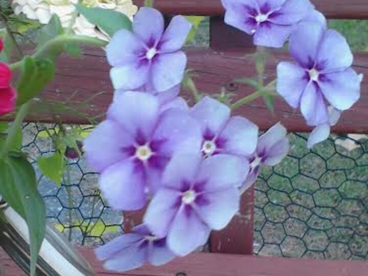 q identification, flowers, gardening, plant id